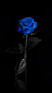 Black Rose Tumblr Wallpapers Wallpaper Cave How to use wallfive ios app archive random rss.