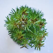 Image result for Rotala filiformis