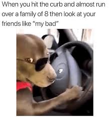 Get Those Jellybean Paws Ready For These 32 Hot Doggo Memes Funny Dog Memes Memes Best Memes Ever