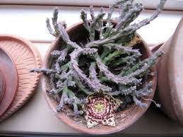 (1) stapelia variegata, orbea, starfish carrion plant toad cactus succulent 6home & garden, yard, garden & outdoor living, plants, seeds & bulbs! Orbea Variegata Carrion Cactus Carrion Flower Starfish Cactus Star Flower Toad Cactus Toad Plant Toad Spotted Cactus North Carolina Extension Gardener Plant Toolbox
