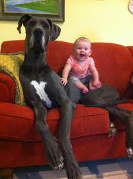 21 Dogs Who Don T Realize How Big They Are Cute Animals Best Big Dog Breeds Big Dog Breeds