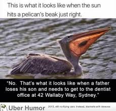 Stupid Bird From Finding Dory Where S Dory Funny Pictures Quotes Pics Photos Images Videos Of Really Very Cute Animals Funny Pictures Funny Cute Disney Memes