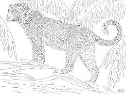 Jaguar Jaguar Animal Jaguar Colors Animal Coloring Pages