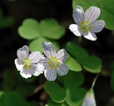 Image result for Oxalis anthelmintica