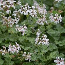 Image result for Pelargonium