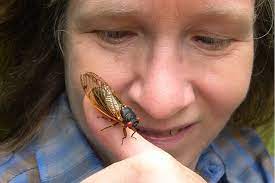 There is no word of proper english, or indeed germanic, etymology for the insect. Cicadas Are Invading They Might Teach You Some Life Lessons Csmonitor Com