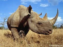 Gergedan Animals Wild Animals Rhinoceros