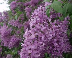 Preparing Lilacs For Recipes Edible Flowers Recipes Flower Food Edible Flowers