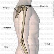 Anatomy Stock Images Upper Arm Bones Scapula Shoulder Blade Joint Clavicula Humerus Ulna Radius Elbow Side Skin Names Upper Arm Bone Upper Arms Arm Bones