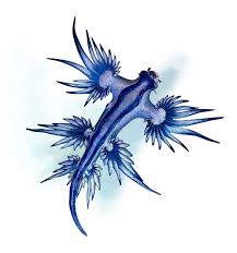 Check spelling or type a new query. Seven Traits Of The Blue Dragon Underwater360