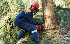 Ein erweitertes fällverbot von bäumen hat für verwirrung unter gartenbesitzern und kleingärtnern gesorgt: Baum Fallen Kosten Bauen Und Wohnen In Der Schweiz