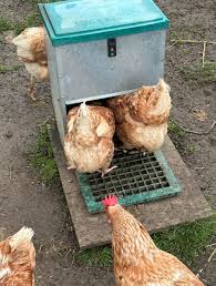 Training Chickens To Use A Treadle Feeder - Youtube