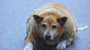 Some animals will have fat sacks between their legs that will waddle when they walk, says dr. It S A Dog S Life When Man S Best Friend Becomes His Fattest