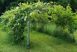 When you buy through links on our site, we may earn an affiliate commission. Can Chickens Eat Grapes Archives Countryside