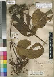 Image result for Mitragyna stipulosa