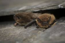 Nocturnal wildlife walk - Bats