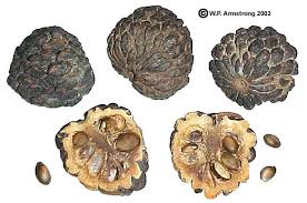 See full list on hortnews.extension.iastate.edu Jackfruit Breadfruit Osage Orange Mulberry Soursop Sugar Apple Cherimoya