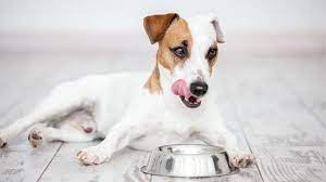 Food is made in bulk and frozen, he gets 2 1/2 cups per day: Diabetic Dog Food Top Choices For Dogs With Diabetes