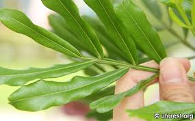 Image result for Filicium decipiens