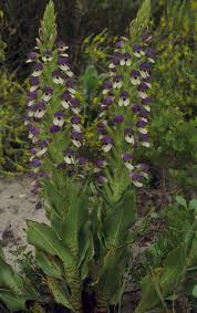 Image result for Disa cornuta