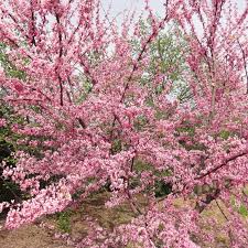Over 420 ornamental tree varieties, spanning everything from acers to zelkovas. Cercis Canadensis Tennessee Pink Kiefer Nursery Trees Shrubs Perennials