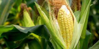 Corn