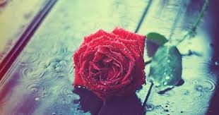 Holes In The Floor Of Heaven Steve Wariner Youtube Music Beautiful Rose Flowers Rain And Coffee Flowers Photography