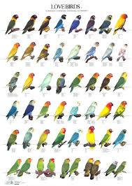 Colour Way Selection Chart For Pots Love Birds Pet