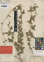 Image result for Rhynchosia totta