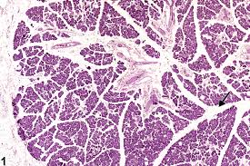 Image result for Dissotis glandulosa