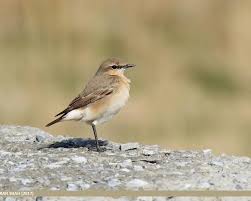 Image result for Isachne buettneri