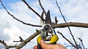 Meist wird der monat märz als optimaler zeitpunkt angegeben, in dem wir unseren apfelbaum scheiden sollen. Obstbaume Schneiden Fehler Beim Ostbaumschnitt Vermeiden