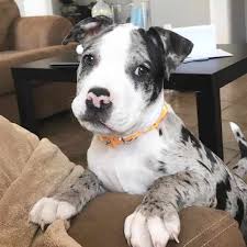 It is likely that the. Pitbull Australischer Schaferhund Mix Fakten Hunde Zentrale