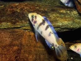 Household Baking Soda Or Sodium Bicarbonate Has Many Uses In The Home Aquarium Most Of These Uses Come Back To This Chemi Baking Soda Aquarium Betta Fish Care