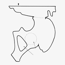 Fundada em 1990, a moldes rp é uma empresa especializada no fabrico de moldes, de grandes exigências técnicas para a injecção de plástico, para os diversos sectores económicos. A Pattern For Tracing A Paper Pelvis Moldes De La Pelvis Png Image Transparent Png Free Download On Seekpng