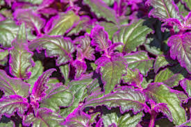 Image result for Gynura scandens