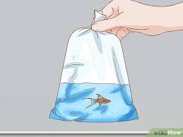 One fish to a bag. How To Bag And Ship Live Fish 14 Steps With Pictures Wikihow