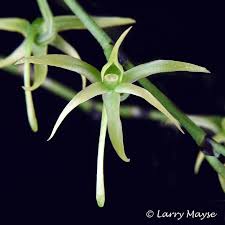 Image result for Angraecum calceolus