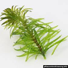 Image result for Najas graminea