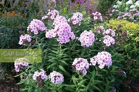 Image result for Phlox paniculata `Bright Eyes`