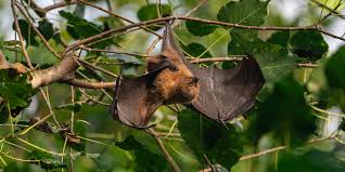 Sanjay Gandhi National Park: A Guide To ...