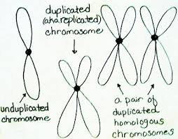 Check spelling or type a new query. Difference Between Duplicated Homologous Chromosomes