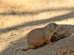 Image result for Cynomys ludovicianus obrázek