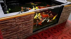 Kolam Koi Minimalis Kolam Koi Kaca Kolam Koi Jernih Kolam Koi Bening Hand Feeding Koi Youtube