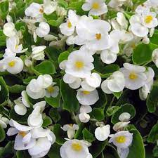 Begonia Super Olympia White Wax Begonia Fibrous Begonia Bonsai Flower Begonia Flower Seeds