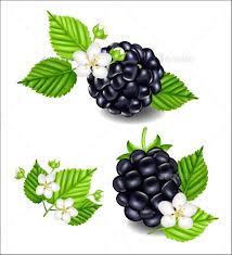 Composition Of Ripe Blackberries And Flowers Blackberry Fruit Juice Packaging