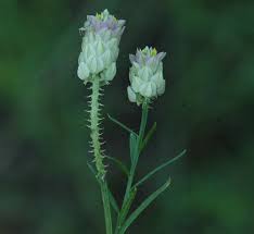 Image result for Polygala marensis