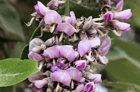 Image result for Philenoptera