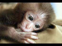 A monkey can be a challenging but rewarding pet. Buying A Cute Baby Monkey Pet In Jakarta Street Youtube