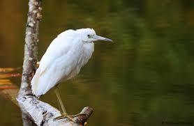 Image result for Melhania virescens